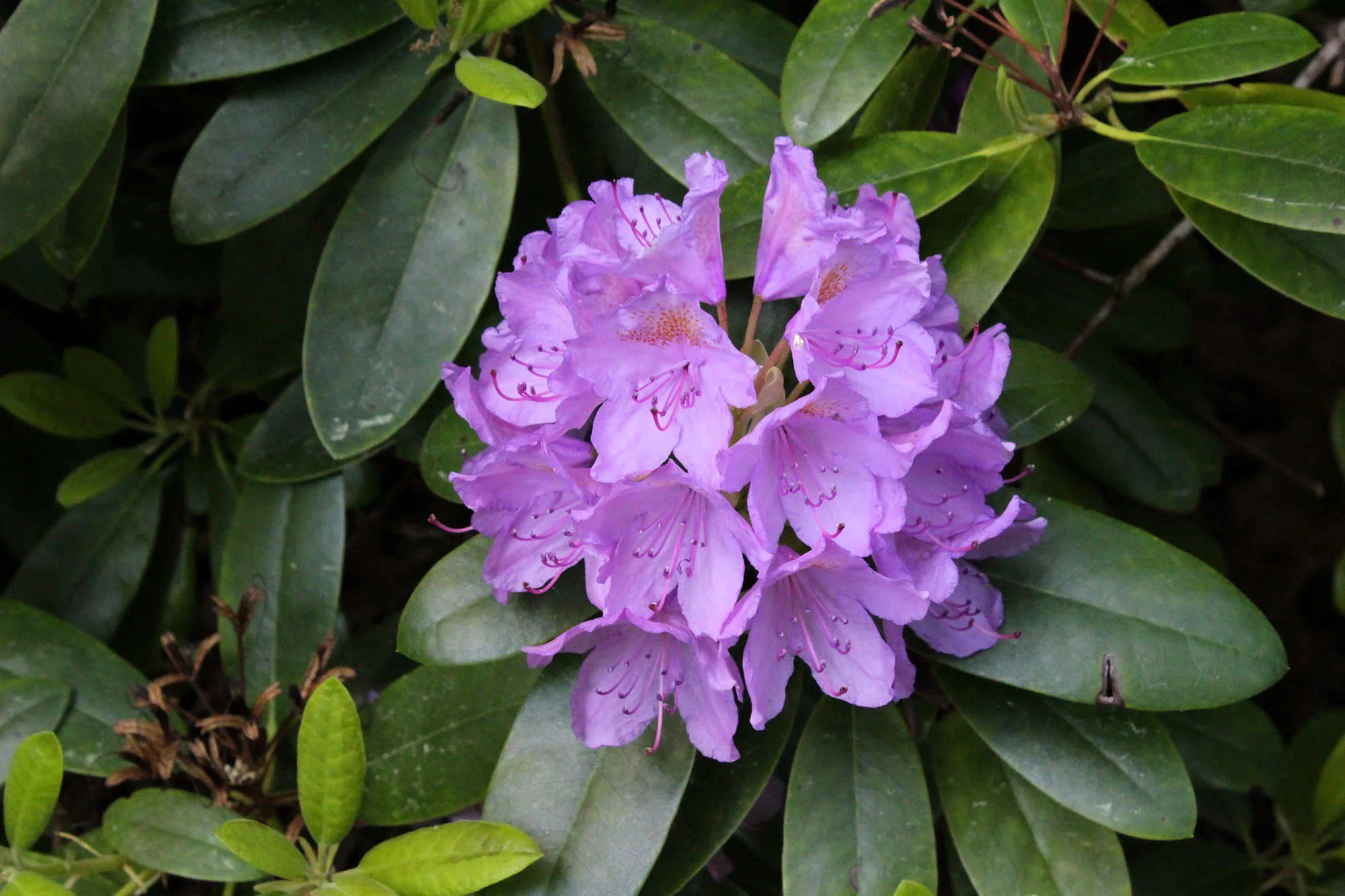 Rhododendron (Catawbiense) 'Catawbiense Grandiflorum - Image 3