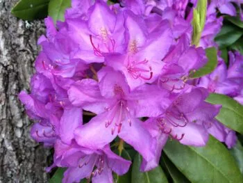 Rhododendron (Catawbiense) 'Catawbiense Grandiflorum