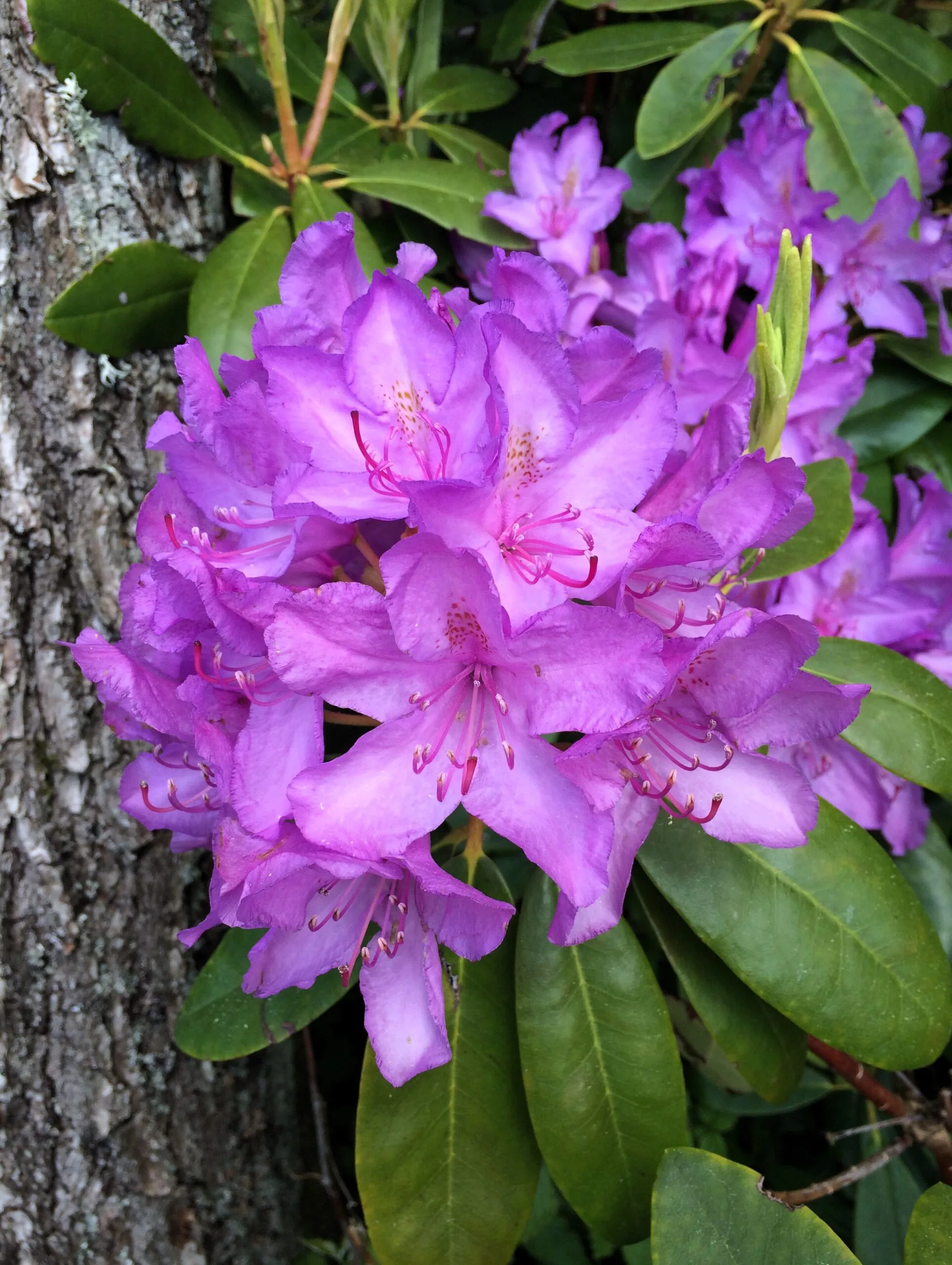 Rhododendron (Catawbiense) 'Catawbiense Grandiflorum
