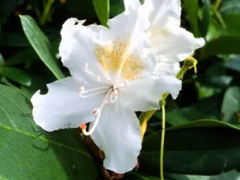 Rhododendron 'Cunningham's White'
