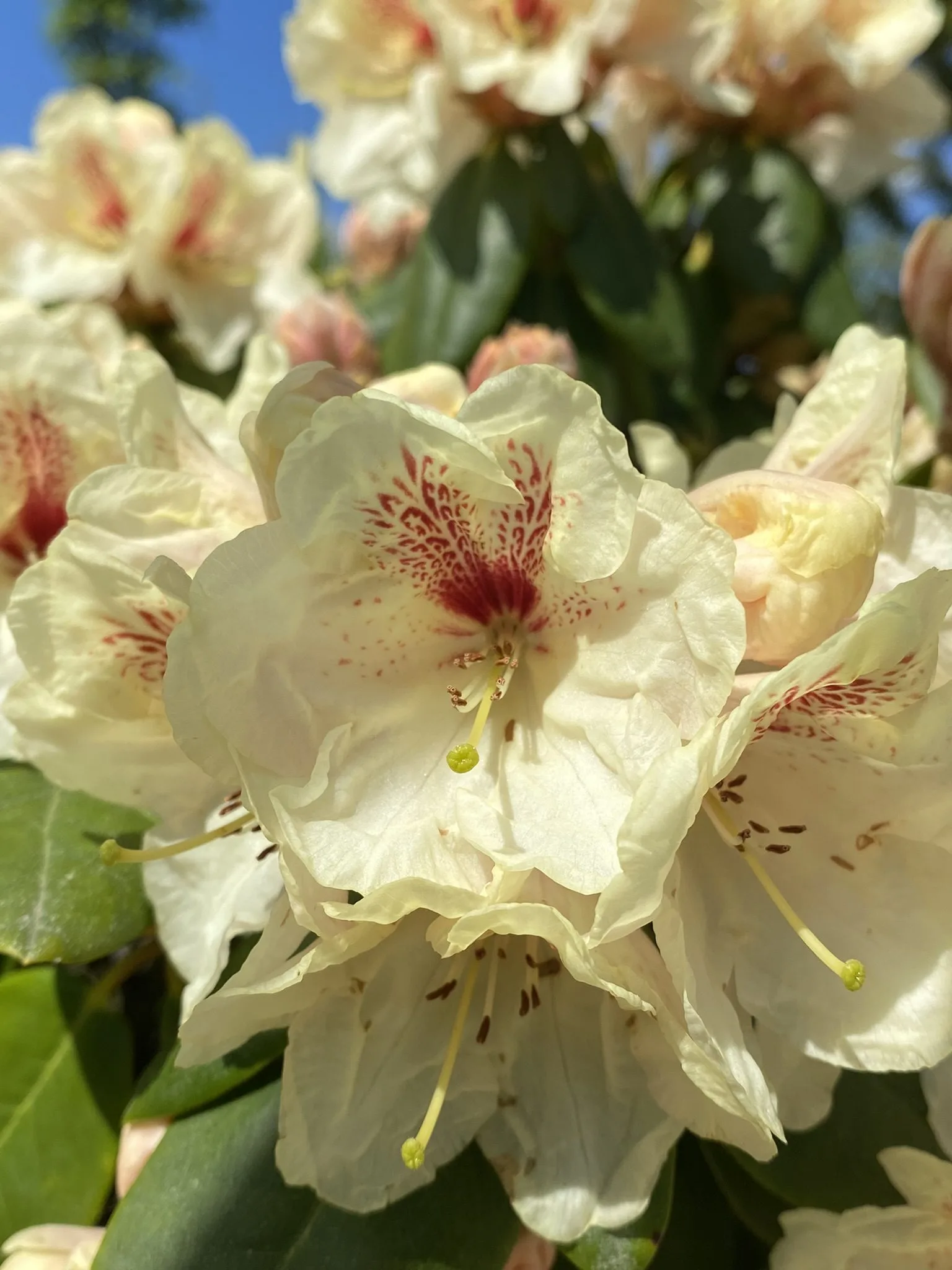 Rhododendron (Yakushimanum) 'Flava' - Image 3