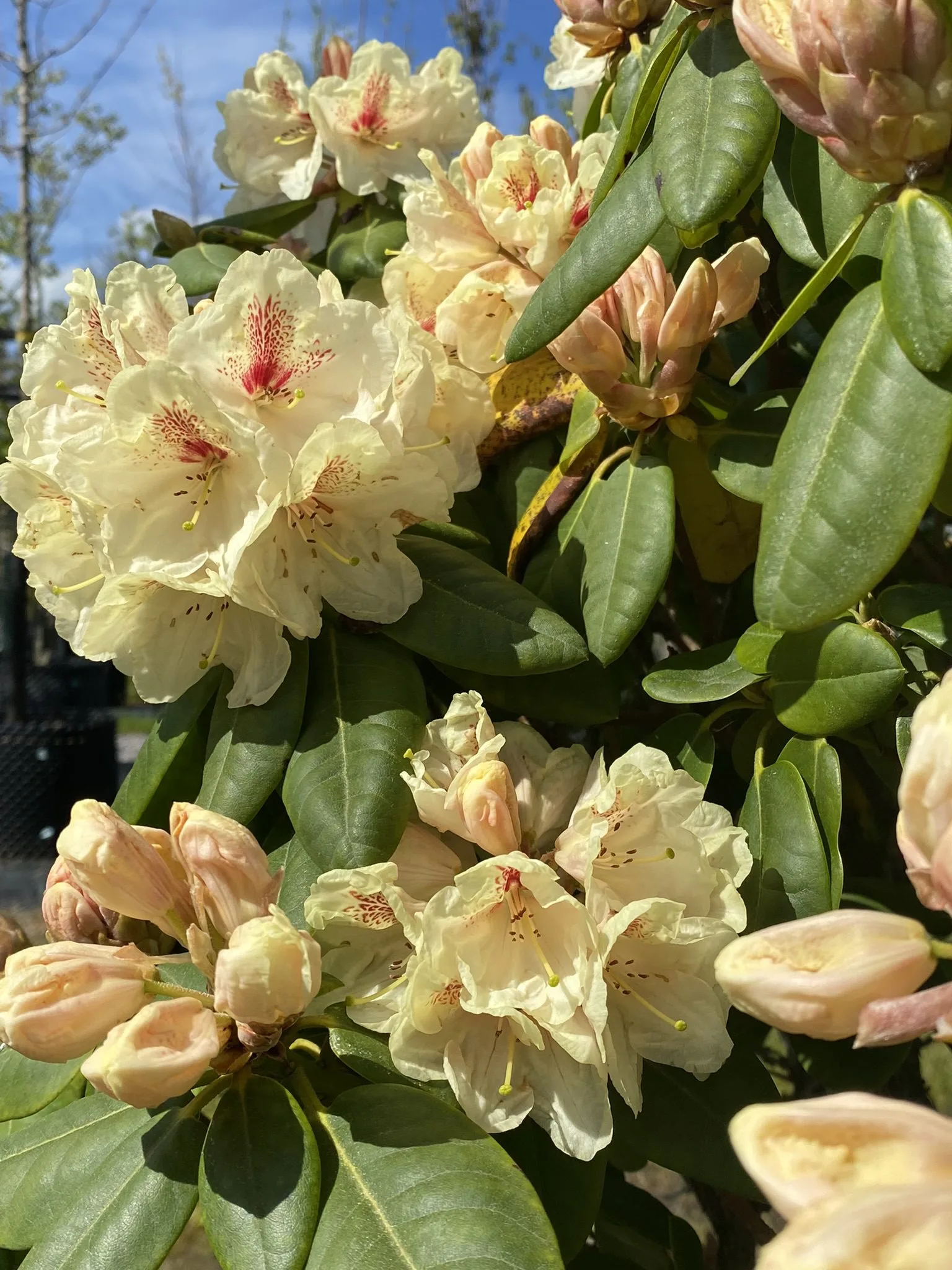Rhododendron (Yakushimanum) 'Flava' - Image 2
