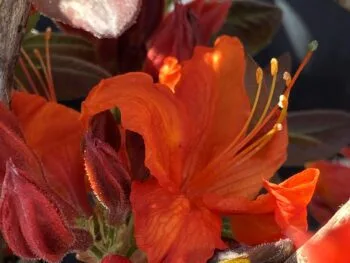 Rhododendron (Knap Hill) 'Fireball'