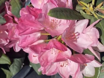 Rhododendron (Yakushimanum) 'Fantastica'