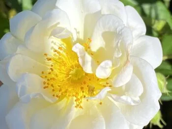 Rosa 'Lykkefund'