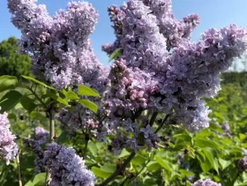Syringa vulgaris 'Norrfjärden' E