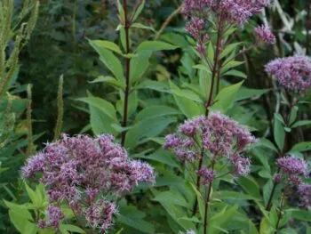 Eupatorium maculatum 'Atropurpureum'