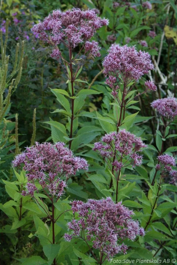Eupatorium maculatum 'Atropurpureum'