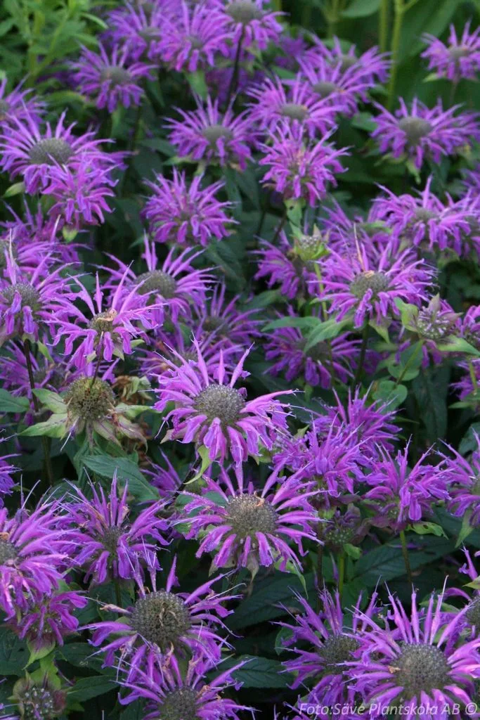 Monarda 'Prärienacht'