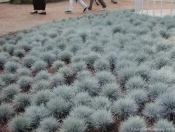 Festuca glauca 'Elijah Blue'