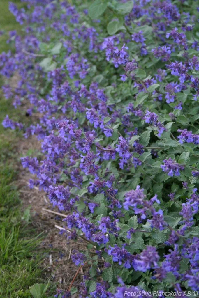 Nepeta x faassenii 'Superba Buhl'