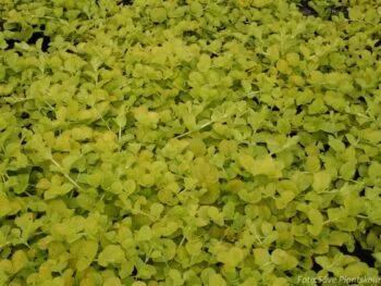 Lysimachia nummularia 'Goldilocks'