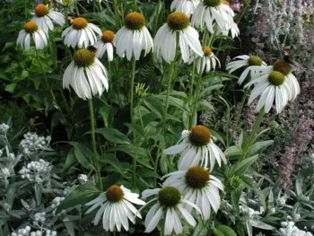 Echinacea purpurea 'Alba'
