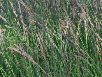 Molinia caerulea 'Edit Dudszus'