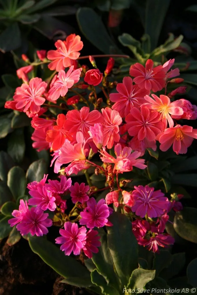 Lewisia cotyledon