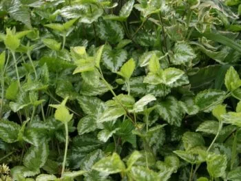 Lamium galeobdolon 'Florentinum'