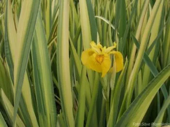 Iris pseudacorus 'Variegata'