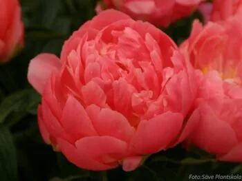 Paeonia lactiflora 'Pink Hawaiian Coral'