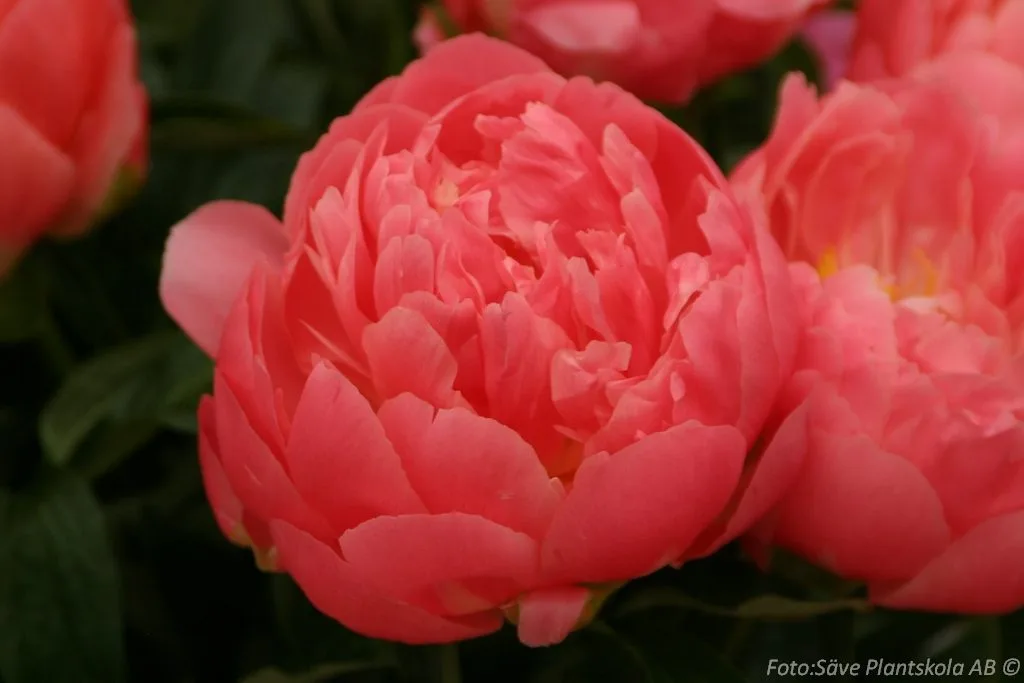 Paeonia lactiflora 'Pink Hawaiian Coral'