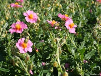 Helianthemum nummularium 'Lawrensons Pink'