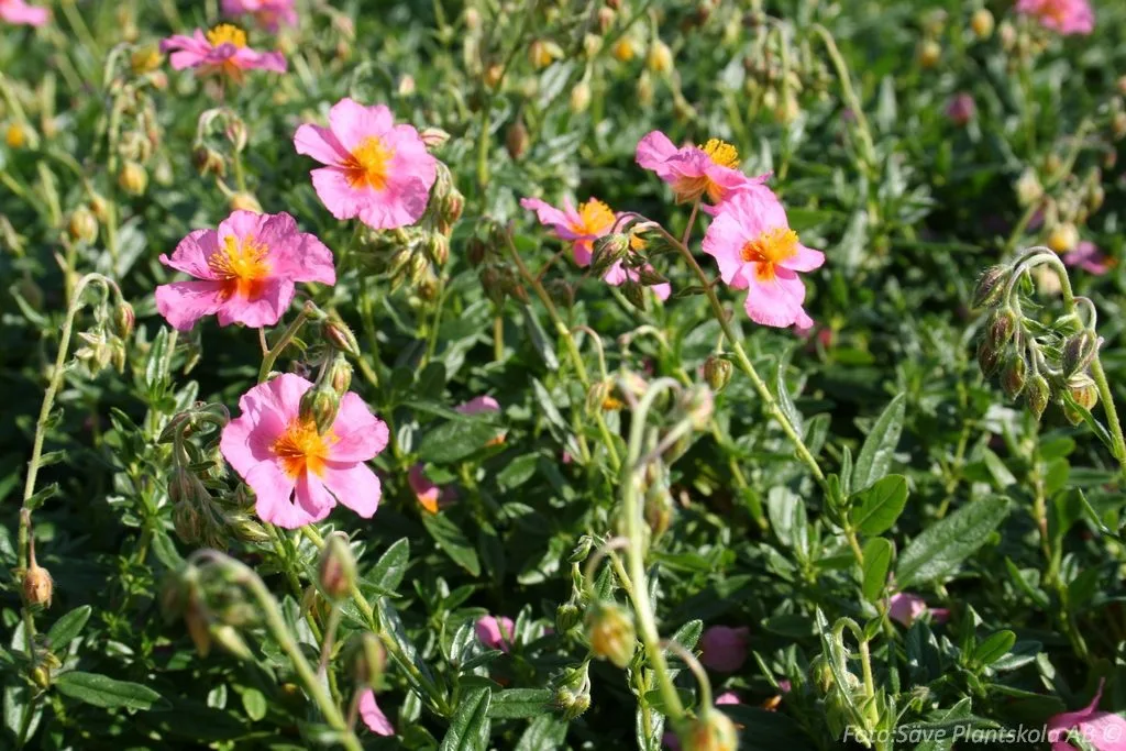 Helianthemum nummularium 'Lawrensons Pink'