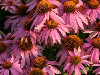 Echinacea purpurea 'Rubinstern'
