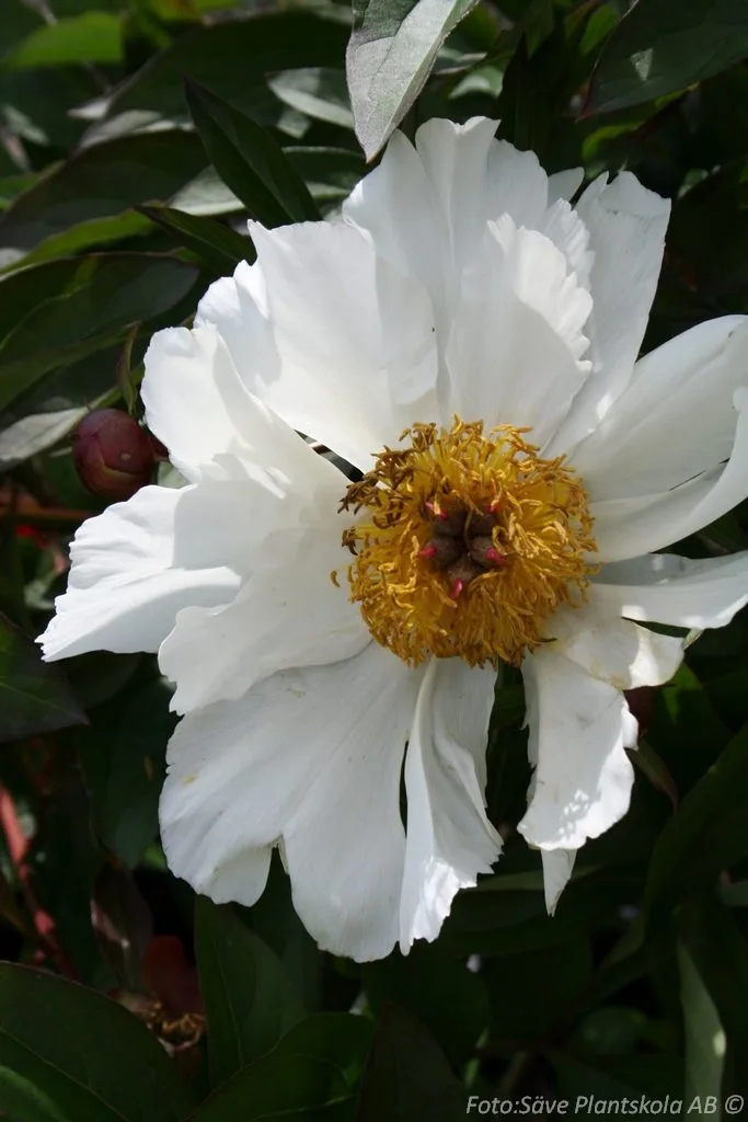 Paeonia lactiflora 'White Wings'