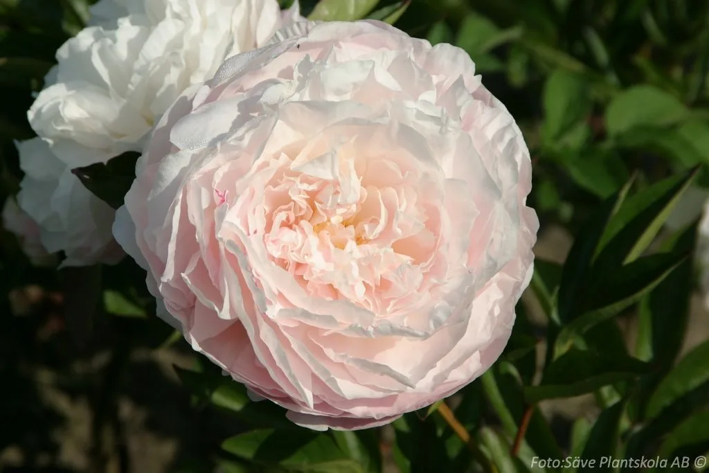 Paeonia lactiflora 'Mother's Choice'