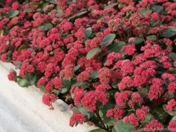 Hylotelephium 'Red Cauli'