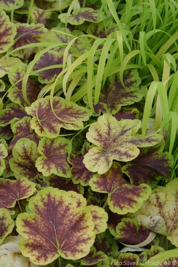 Heucherella 'Solar Eclipse'