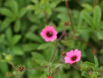 Potentilla nepalensis 'Ron McBeath'