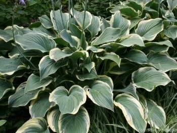 Hosta 'Regal Splendor'