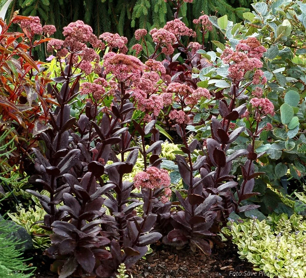 Hylotelephium 'Chocolate Drop'
