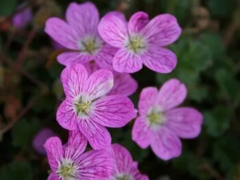 Erodium variabile 'Bishop's Form'