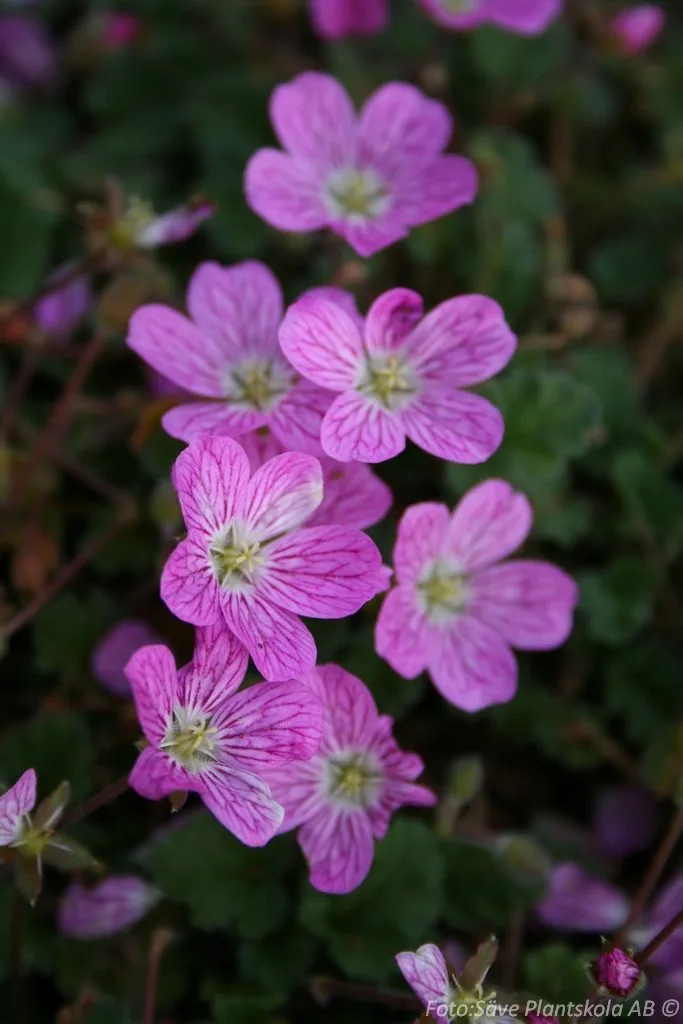 Erodium variabile 'Bishop's Form'