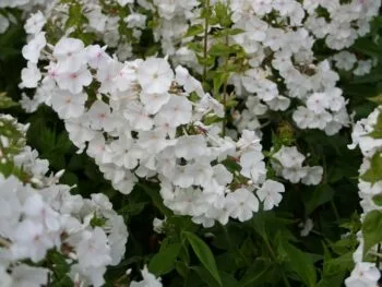 Phlox carolina 'Mrs Lingard'