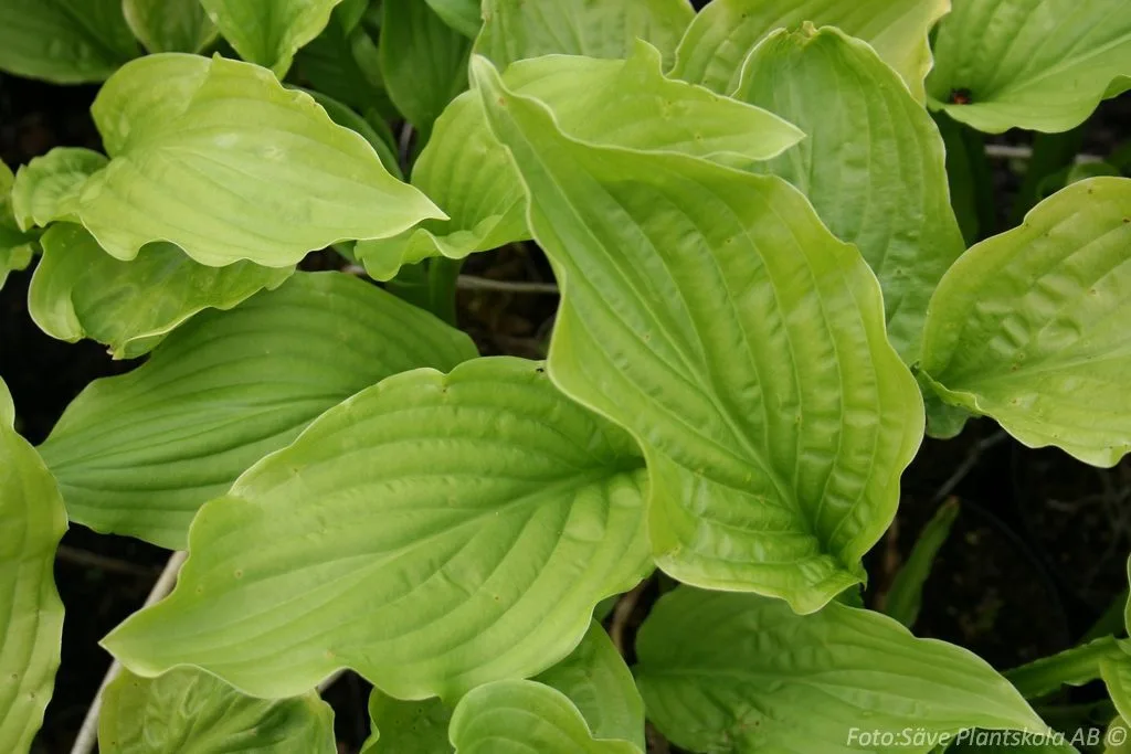 Hosta 'Royal Standard'