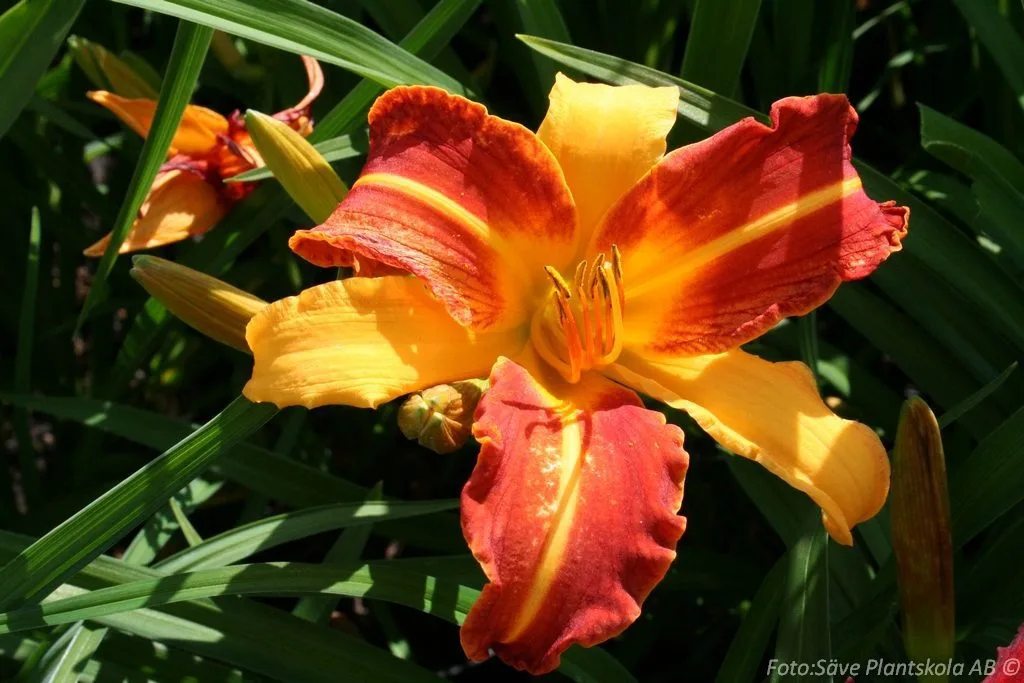 Hemerocallis 'Frans Hals' - Image 2