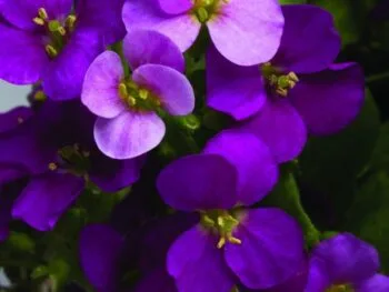 Arabis caucasica 'Little Treasure Deep Rose'