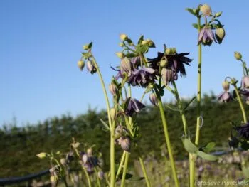 Aquilegia vulgaris stellata 'Christa Barlow'