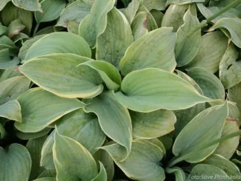 Hosta 'First Frost'