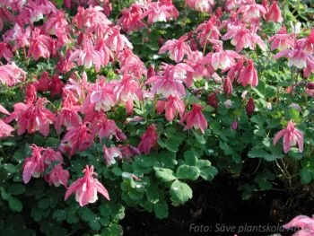 Aquilegia flabellata 'Cameo Pink & White'
