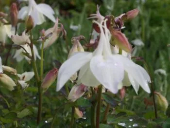 Aquilegia flabellata 'Cameo White'