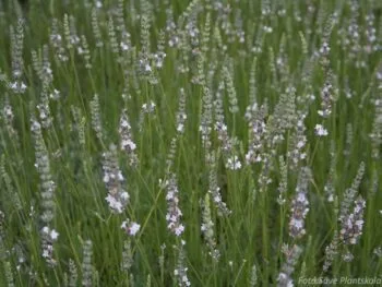 Lavandula angustifolia 'Edelweiss'