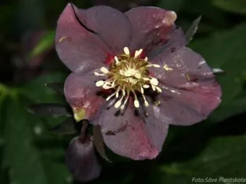 Helleborus orientalis 'Blue Lady'