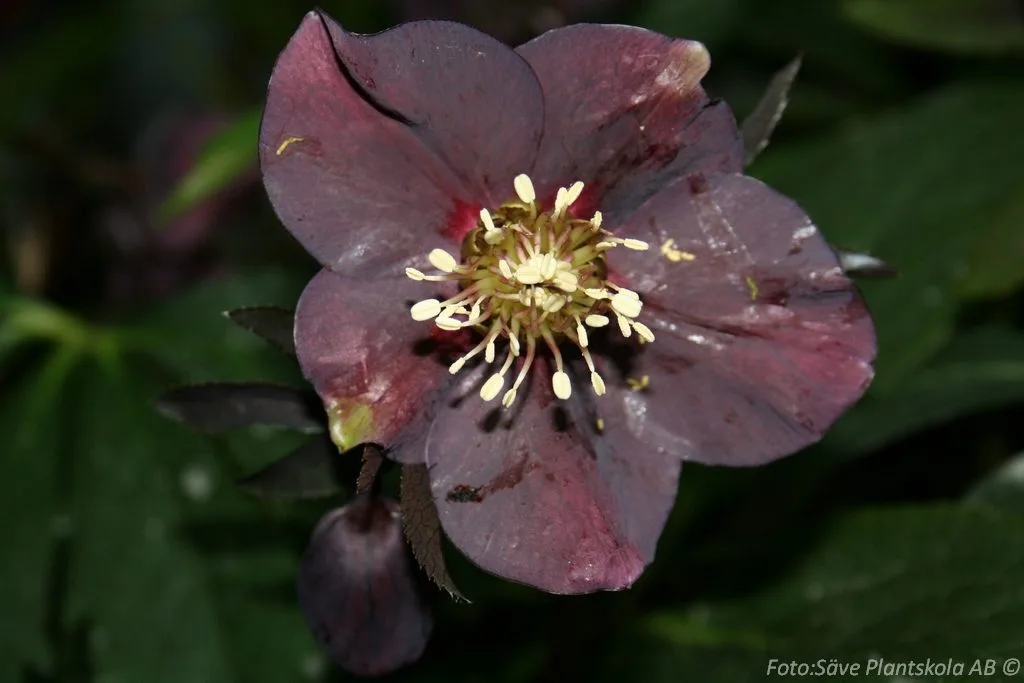 Helleborus orientalis 'Blue Lady'
