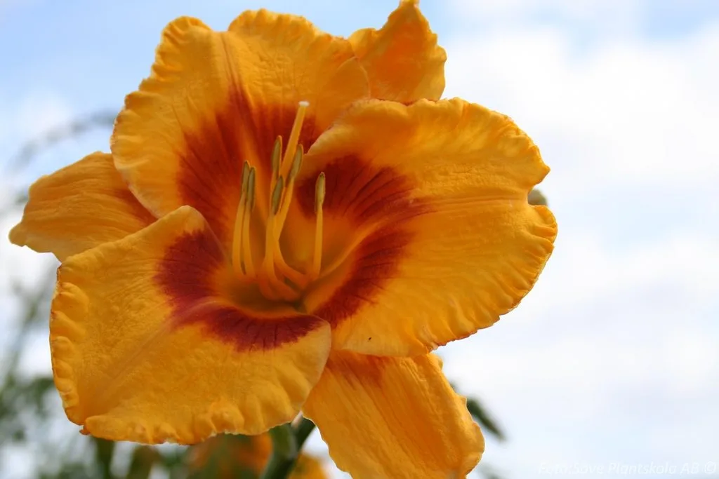 Hemerocallis 'Fooled Me' - Image 2