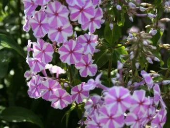 Phlox maculata 'Natascha'