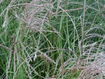 Miscanthus sinensis 'Flamingo'