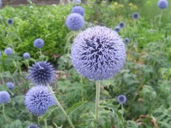 Echinops bannaticus 'Veitch's Blue'